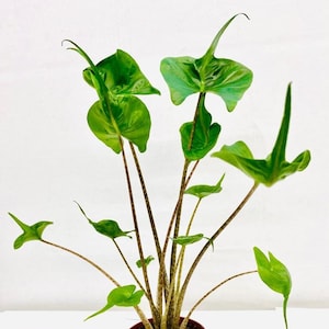 4&quot;/6&quot; Alocasia Stingray : Indoor Plants - Easy Care Houseplant - Live Indoor, Easy to Grow - Beginner Plant