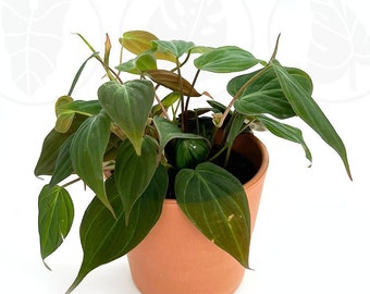 Philodendron Mican : Indoor Plants - Easy Care Houseplant - Starter Plant ,Live Indoor, Easy to Grow - Beginner Plant