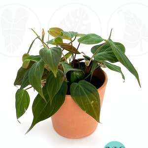 Philodendron Mican : Indoor Plants - Easy Care Houseplant - Starter Plant ,Live Indoor, Easy to Grow - Beginner Plant