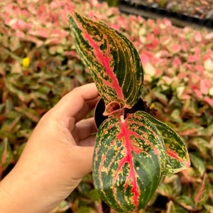 2" Pot Aglaonema Golden Powder