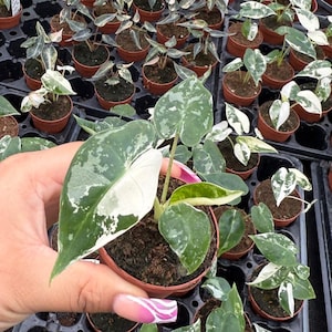May include: A small potted plant with white and green variegated leaves. The plant is being held in a hand with pink nail polish.