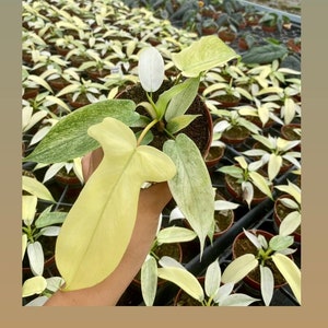 Philodendron Florida Ghost Mint &quot;Rare Plant&quot; : Easy Care Houseplant - Starter Plant ,Live Indoor, Easy to Grow - Beginner Plant