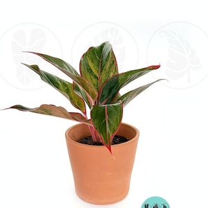Aglaonema Siam Red :  Indoor Plants - Easy Care Houseplant - Starter Plant ,Live Indoor, Easy to Grow - Beginner Plant