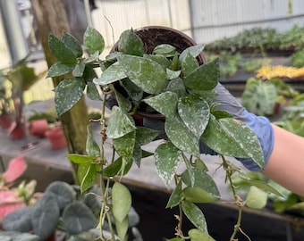 2&quot; Hoya Krohniana Splash