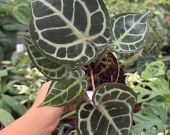 Anthurium Silver Tiger X Clarinervium Starter Plant (ALL STARTER