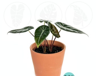 Alocasia Longiloba Purple Prince :  Indoor Plants - Easy Care Houseplant - Starter Plant ,Live Indoor, Easy to Grow - Beginner Plant
