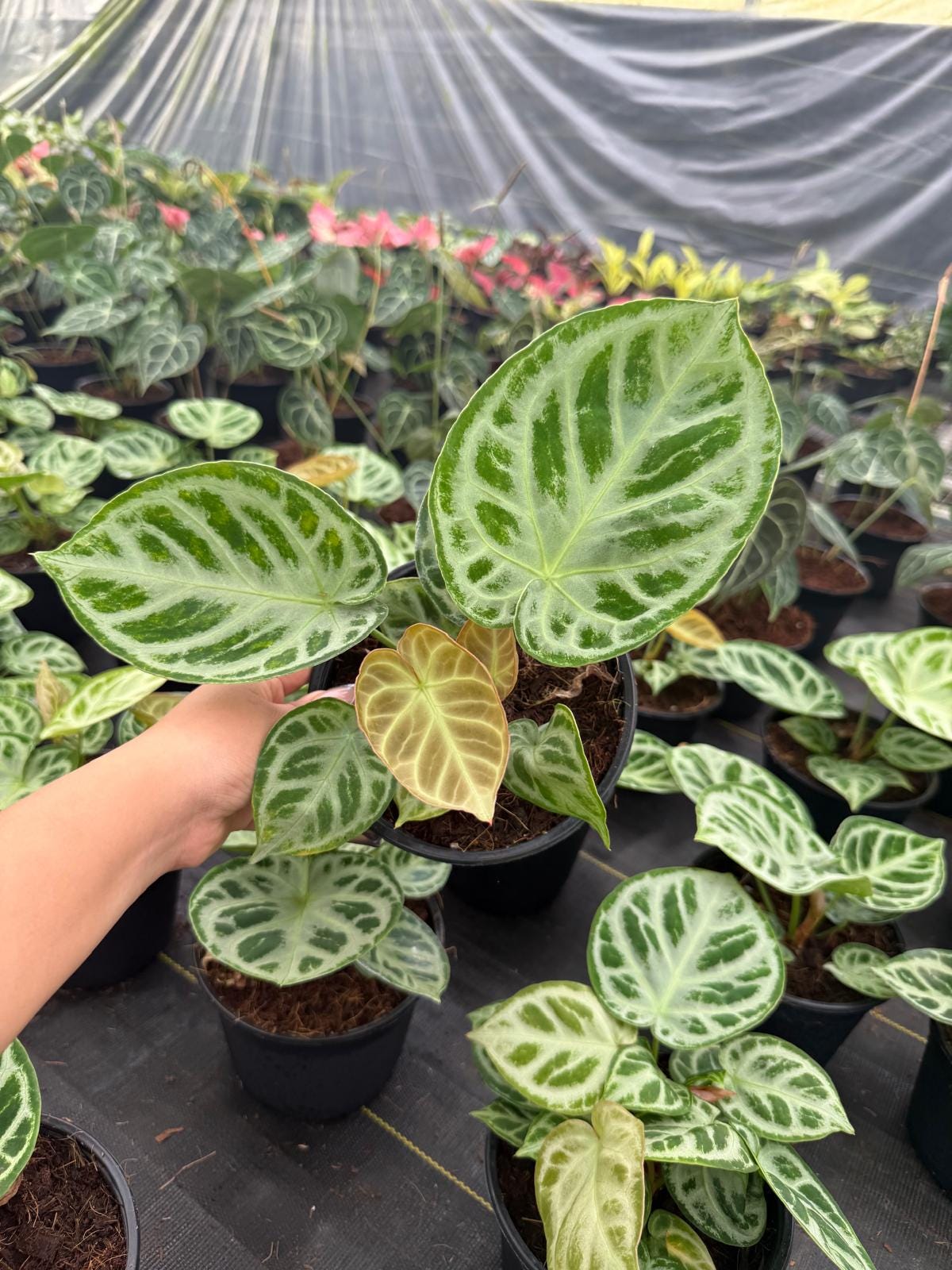 Anthurium Dorayaki Indoor Plant: Rare Tropical Foliage – Easy Care