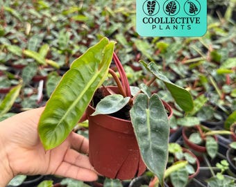 Philodendron Billietiae Croat - Live Indoor Houseplant – Easy Care Tropical Starter Plant, Low Light Beginner Friendly Foliage