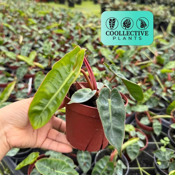 philodendron white princess marble Philodendron Pink Princess Marble Notched & Blotched | Houseplants main image 1