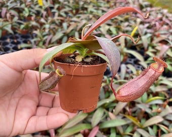 2" Nepenthes Rebecca, Carnivorous Pitcher Plant - Rare Indoor Plant, Easy Care Starter Plant, Beginner Friendly, Live Plant