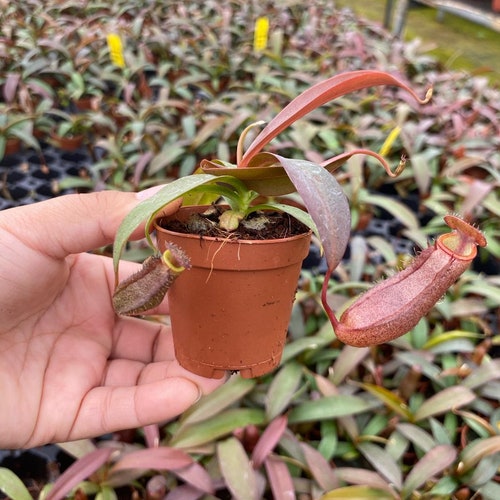 2" Nepenthes Rebecca, Carnivorous Pitcher Plant - Rare Indoor Plant, Easy  Care Starter Plant, Beginner Friendly, Live Plant - Etsy