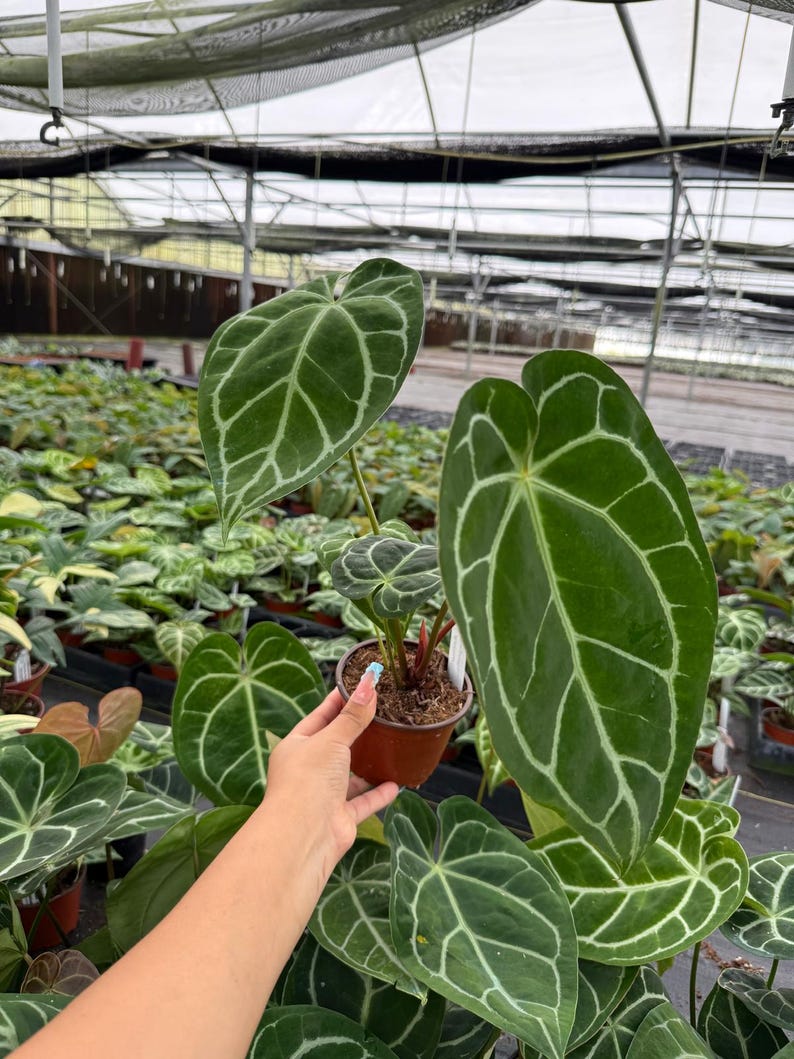 Coollective Plants Anthurium Magnificum Plant