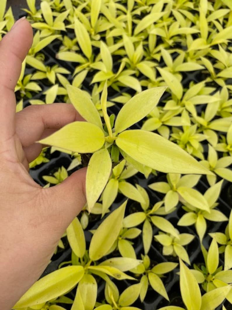 Coollective Plants Philodendron Crocodile - Thumbnail 4