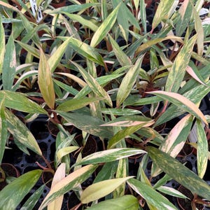 以下が含まれることがあります： 長くて斑入りの葉を持つ、複数の鉢植えの植物のクローズアップ。葉は緑、クリーム、ピンクの色合いが混ざっています。植物は密集して配置され、テクスチャードパターンを形成しています。画像は明るく照らされており、葉の色彩と細部を際立たせています。