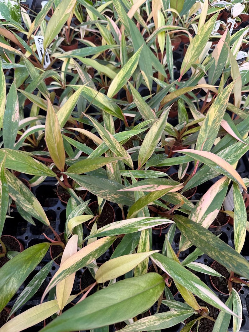 以下が含まれることがあります： 長くて斑入りの葉を持つ、複数の鉢植えの植物のクローズアップ。葉は緑、クリーム、ピンクの色合いが混ざっています。植物は密集して配置され、テクスチャードパターンを形成しています。画像は明るく照らされており、葉の色彩と細部を際立たせています。