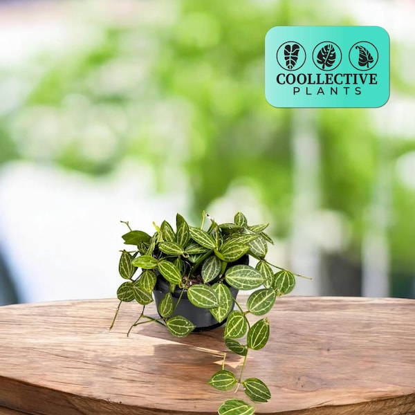 Dischidia Ovata “Watermelon” Live Plant – Unique Trailing Hoya – Low Maintenance Indoor Plant