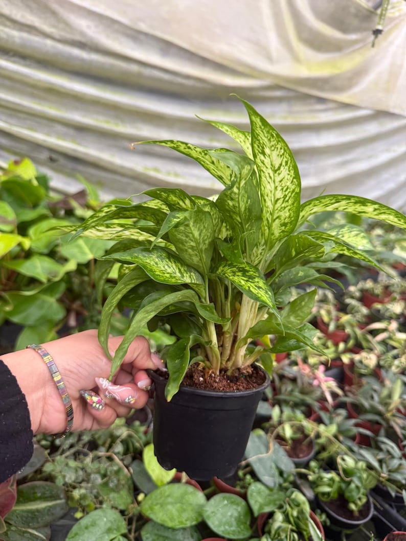 May include: A small potted plant with vibrant green and white variegated leaves. The plant is in a black plastic pot, held by a hand. The background shows other plants, suggesting a nursery or garden setting. The leaves have a speckled pattern.