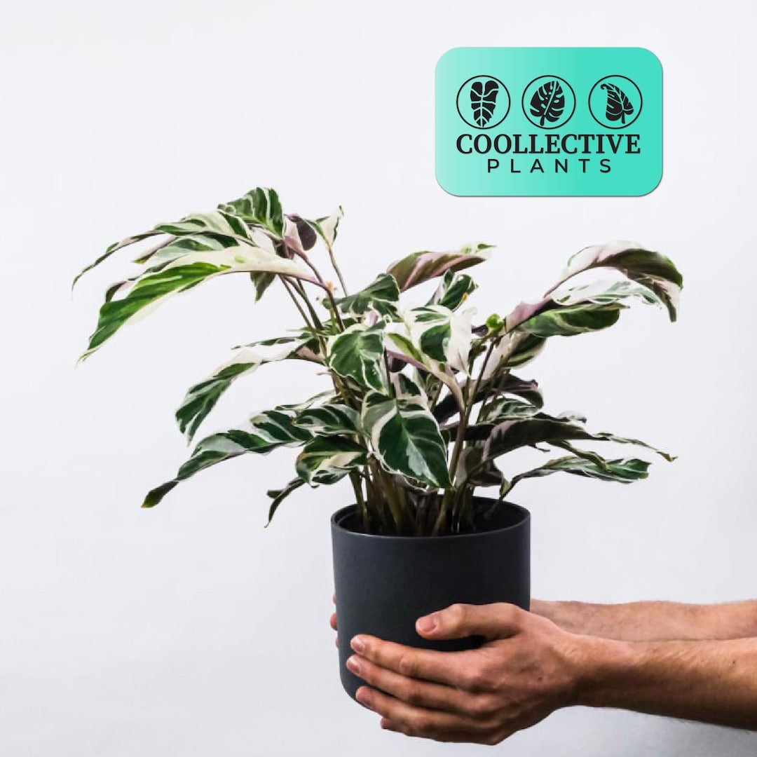 dracena marginata standort Dracaena Marginata Tricolor – Desert Rose Cactus Lounge main image 0
