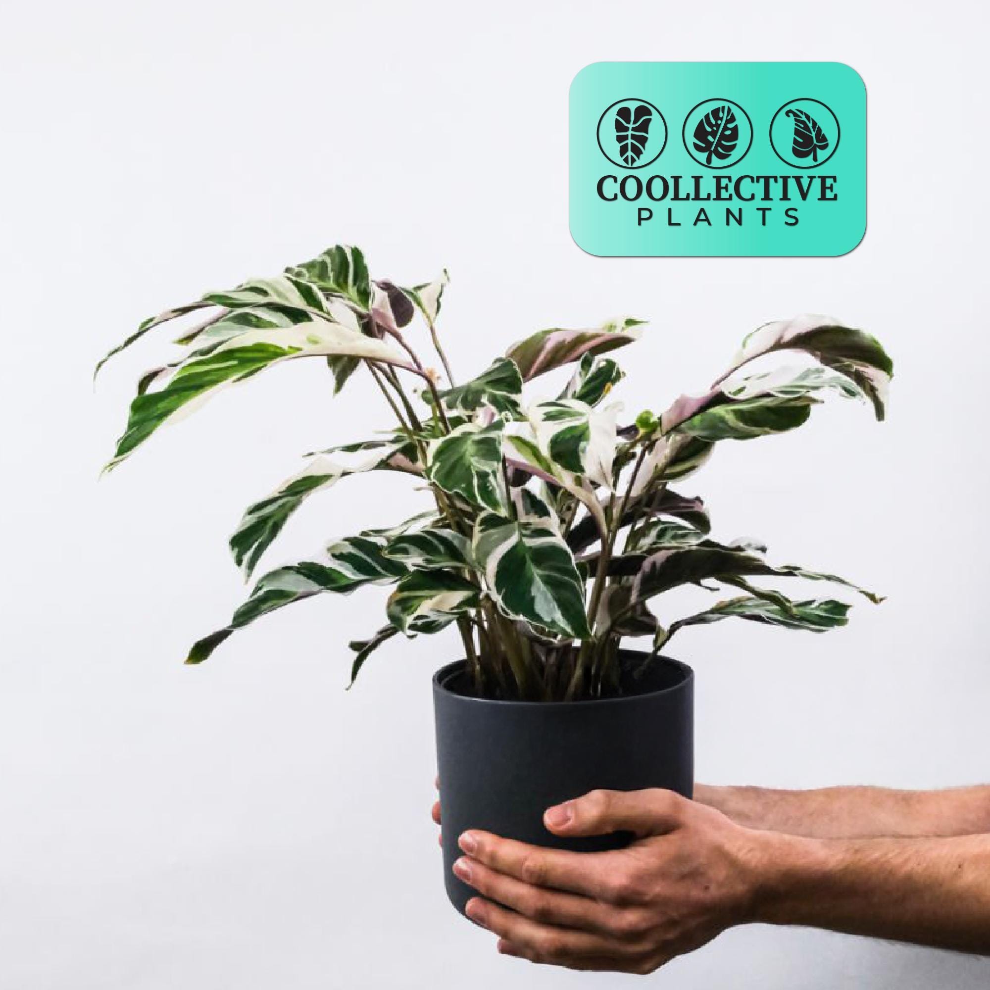 Calathea Fusion White  Live Variegated Tropical Plant for Home or Office   Beginner Friendly Indoor Houseplant With Bold Patterned Leaves - Etsy