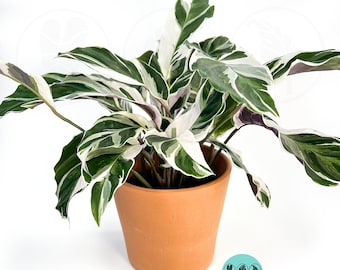 Calathea Fusion White : Indoor plants   Easy Care Houseplant - Starter Plant ,Live Indoor, Easy to Grow - Beginner Plant