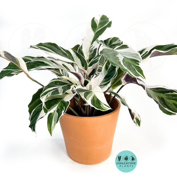 Calathea Fusion White : Indoor plants   Easy Care Houseplant - Starter Plant ,Live Indoor, Easy to Grow - Beginner Plant