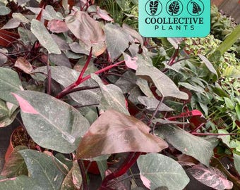 Philodendron Pink Princess :  Indoor Plants - Easy Care Houseplant - Starter Plant ,Live Indoor, Easy to Grow - Beginner Plant