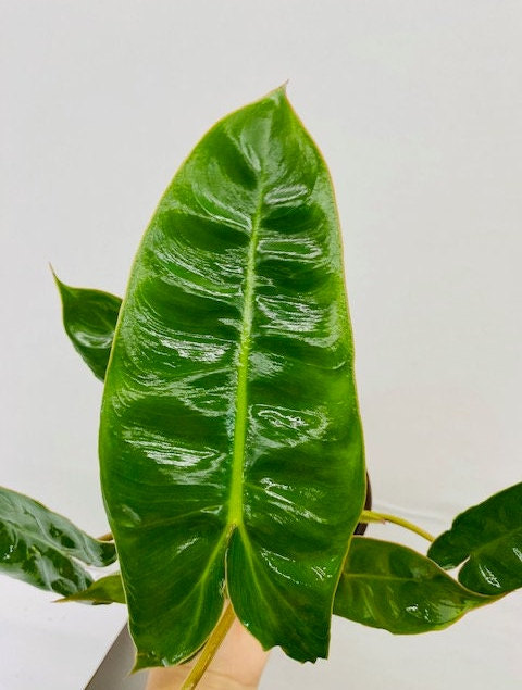 zimmerpflanze philodendron Philodendron Sunlight – Tropische Zimmerpflanze mit leuchtend grünem L –  Blumen-Senf® main image 0