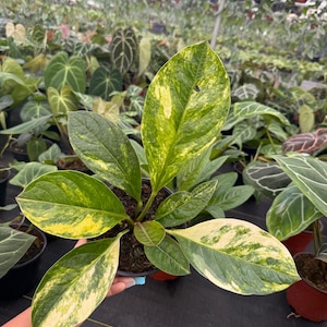 Anthurium Jenmanii Variegated - Etsy