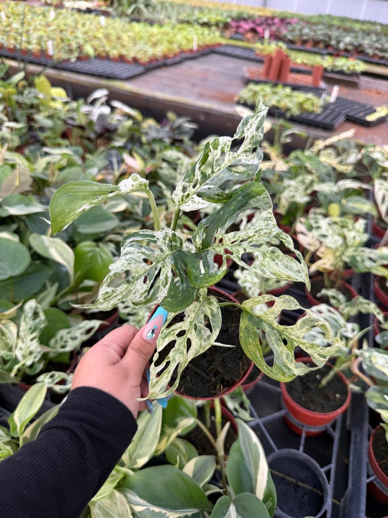 May include: A variegated Monstera adansonii plant with heart-shaped leaves featuring distinct fenestrations and a marbled pattern of dark green, light green, and creamy white colors, potted in a small brown plastic container.