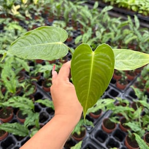 May include: Close-up of a green plant with heart-shaped leaves. The plant is held in a hand, with other plants in small pots visible in the background. The leaves have prominent veins and a slightly textured surface.
