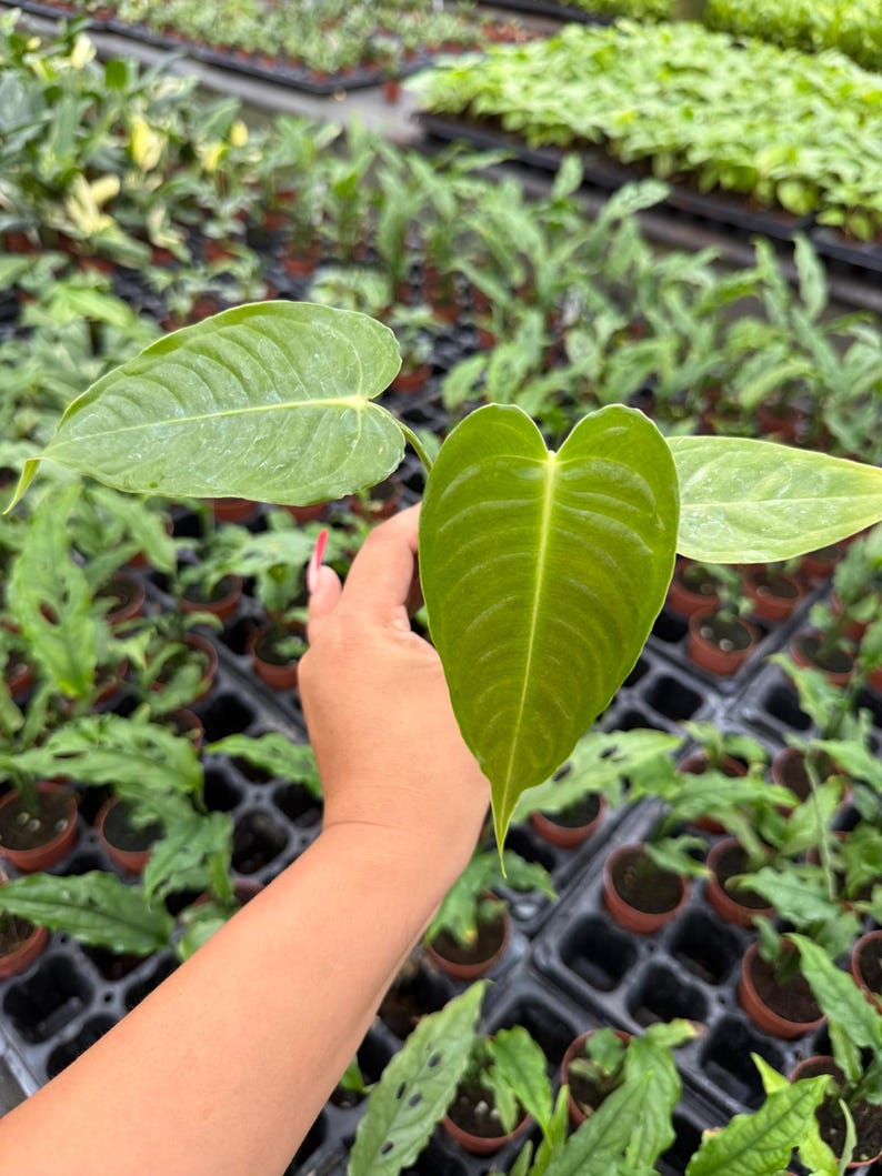 May include: Close-up of a green plant with heart-shaped leaves. The plant is held in a hand, with other plants in small pots visible in the background. The leaves have prominent veins and a slightly textured surface.