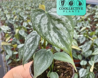 Philodendron Brandi - Live Tropical Indoor Houseplant – Low Maintenance Easy Care Starter Plant for Home or Office