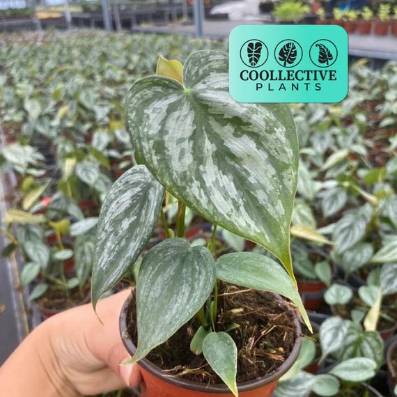 Philodendron Brandi - Live Tropical Indoor Houseplant – Low Maintenance Easy Care Starter Plant for Home or Office