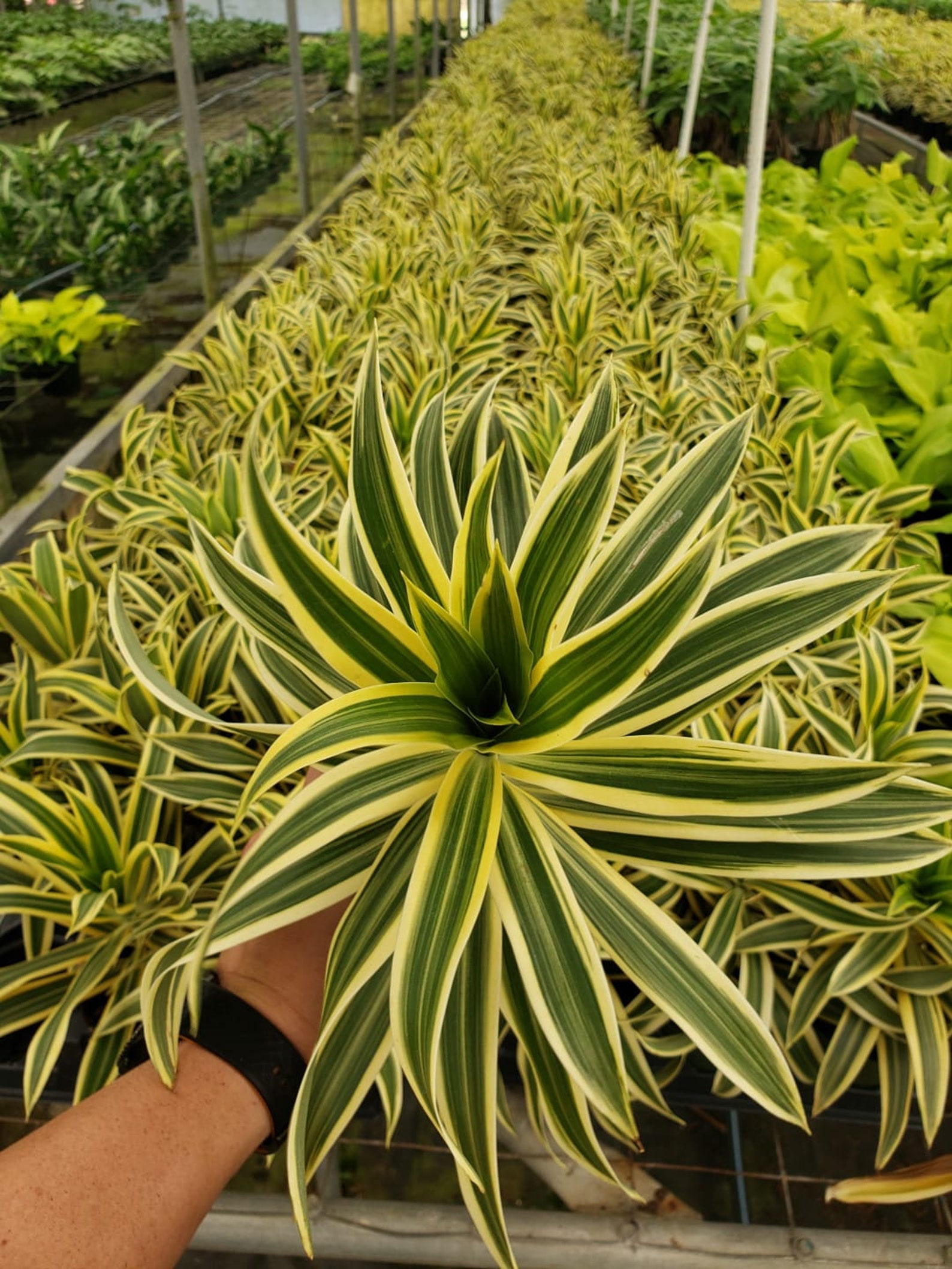 4 Dracaena 