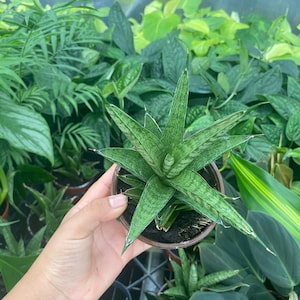 May include: A small green and white snake plant in a brown pot. The plant has long, pointed leaves with a striped pattern.