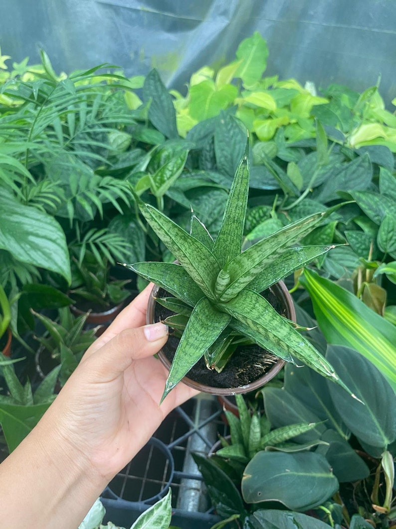 May include: A small green and white snake plant in a brown pot. The plant has long, pointed leaves with a striped pattern.