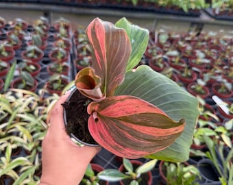 Kaempferia Jungle Rose