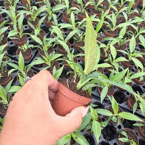 Puede incluir: Una peque&ntilde;a planta verde con hojas alargadas y puntiagudas en una maceta de pl&aacute;stico marr&oacute;n. La planta se sostiene frente a un fondo de numerosas plantas peque&ntilde;as id&eacute;nticas dispuestas en una bandeja de vivero negra con celdas circulares.