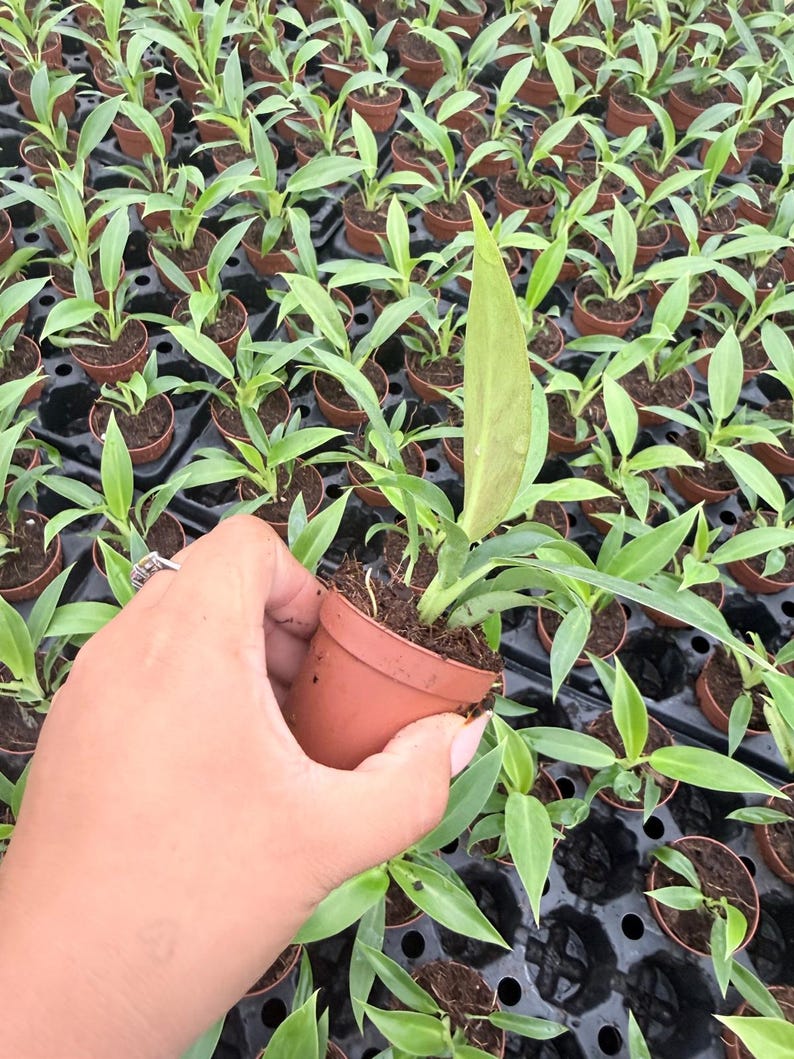 Puede incluir: Una peque&ntilde;a planta verde con hojas alargadas y puntiagudas en una maceta de pl&aacute;stico marr&oacute;n. La planta se sostiene frente a un fondo de numerosas plantas peque&ntilde;as id&eacute;nticas dispuestas en una bandeja de vivero negra con celdas circulares.