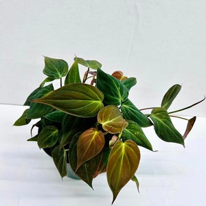 May include: A potted plant with dark green, velvety leaves. Some of the leaves have a reddish-brown hue.