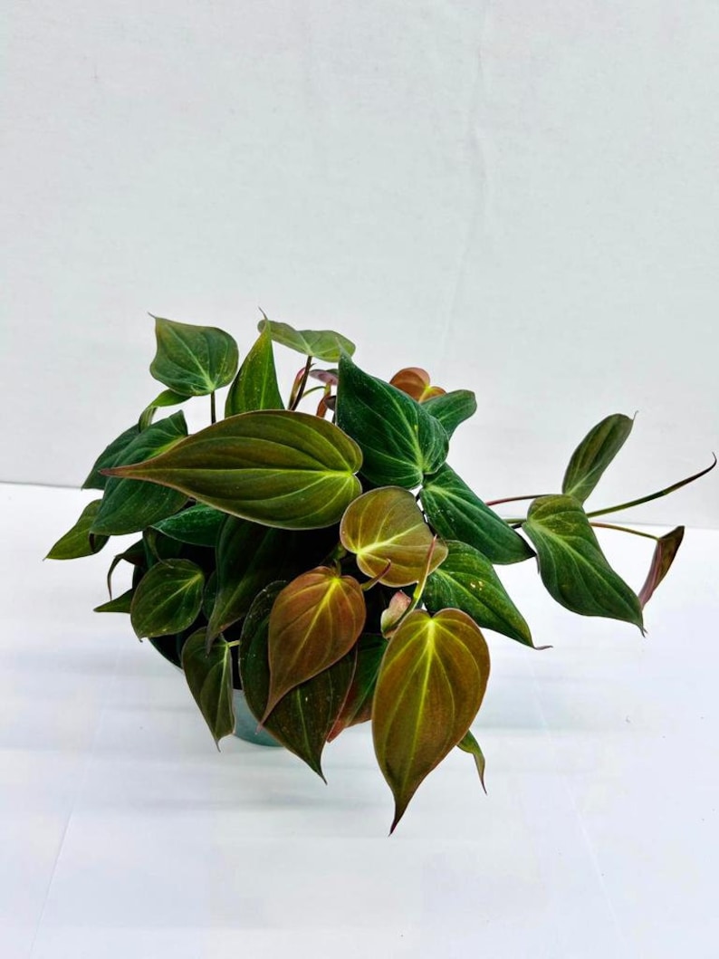 Coollective Plants Philodendron Micans
