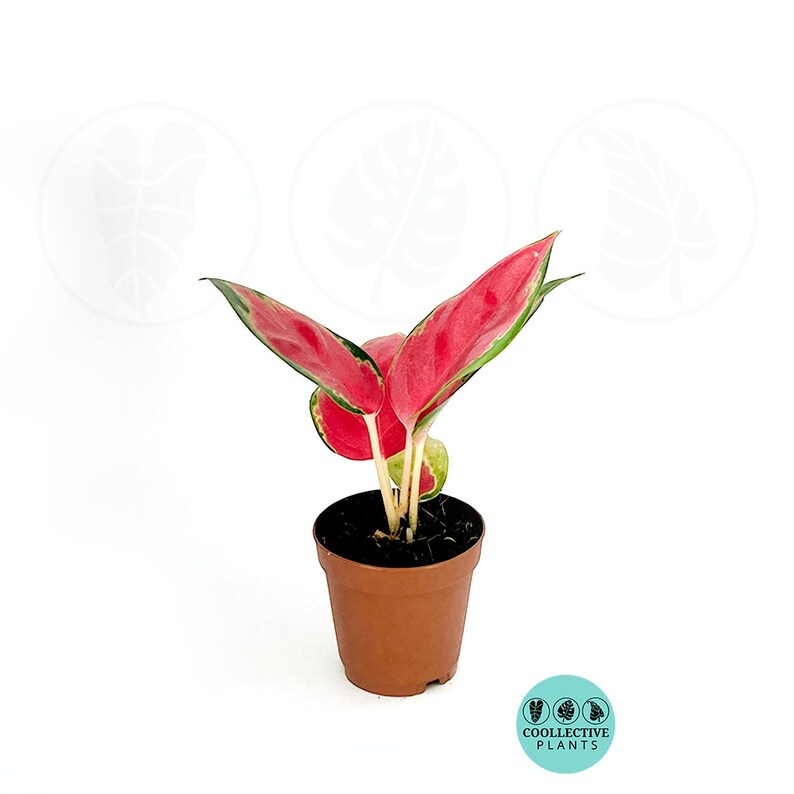 Aglaonema Red King : Indoor Plants - Easy Care Houseplant - Starter ...