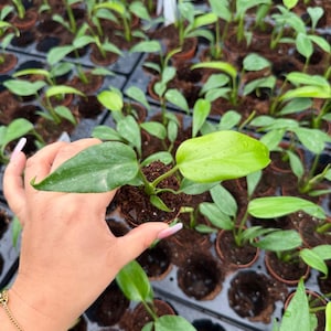 May include: A close-up of a small potted plant with vibrant green leaves. The plant is held in a hand, with many similar plants in the background. The leaves are a bright, healthy green, indicating a thriving plant. The image suggests a nursery or plant shop setting.