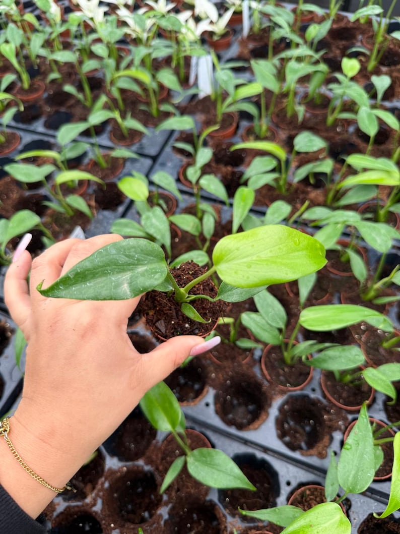 May include: A close-up of a small potted plant with vibrant green leaves. The plant is held in a hand, with many similar plants in the background. The leaves are a bright, healthy green, indicating a thriving plant. The image suggests a nursery or plant shop setting.