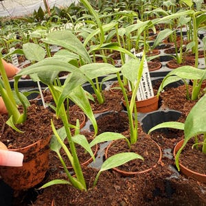 May include: A close-up shot of multiple small potted plants, each with vibrant green leaves. The plants are in brown pots set in a black tray filled with soil. Some pots have white labels. The plants appear to be in a greenhouse setting.
