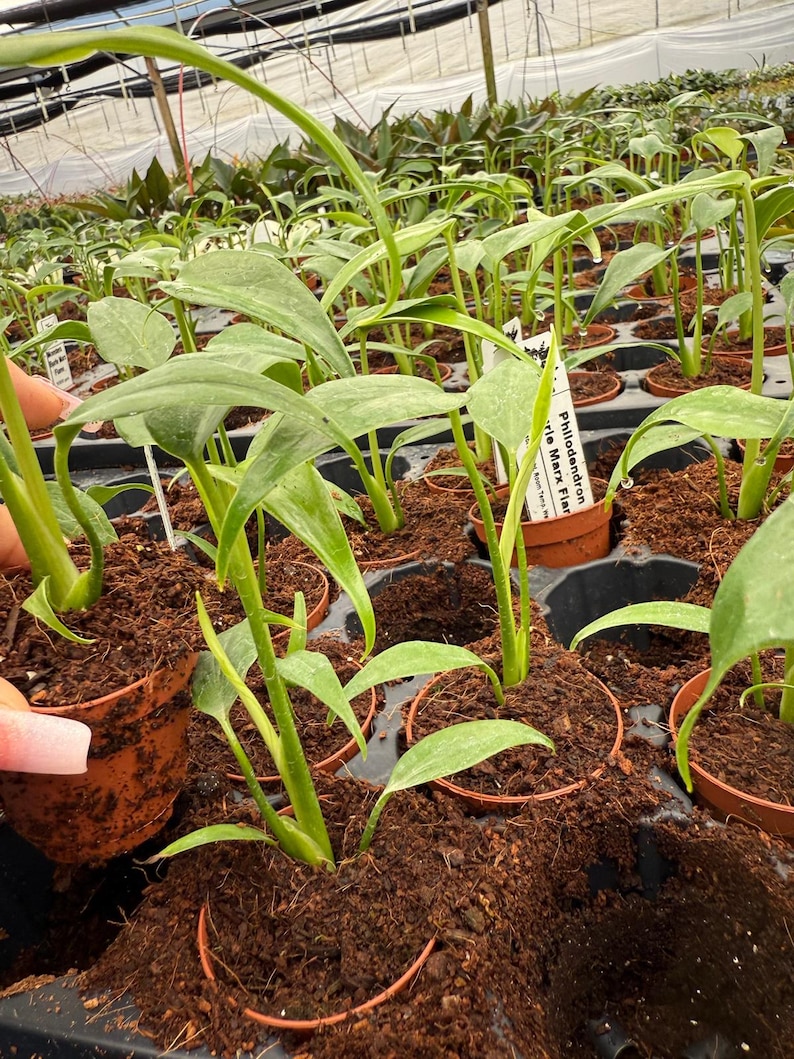 May include: A close-up shot of multiple small potted plants, each with vibrant green leaves. The plants are in brown pots set in a black tray filled with soil. Some pots have white labels. The plants appear to be in a greenhouse setting.