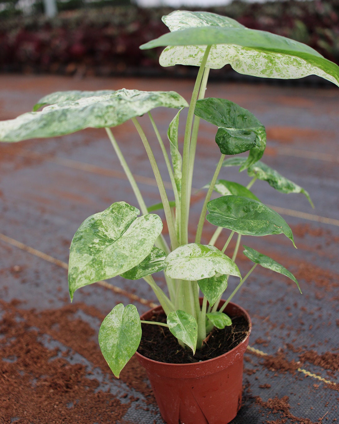 Alocasia Macrorrhiza Camouflage Variegated 
