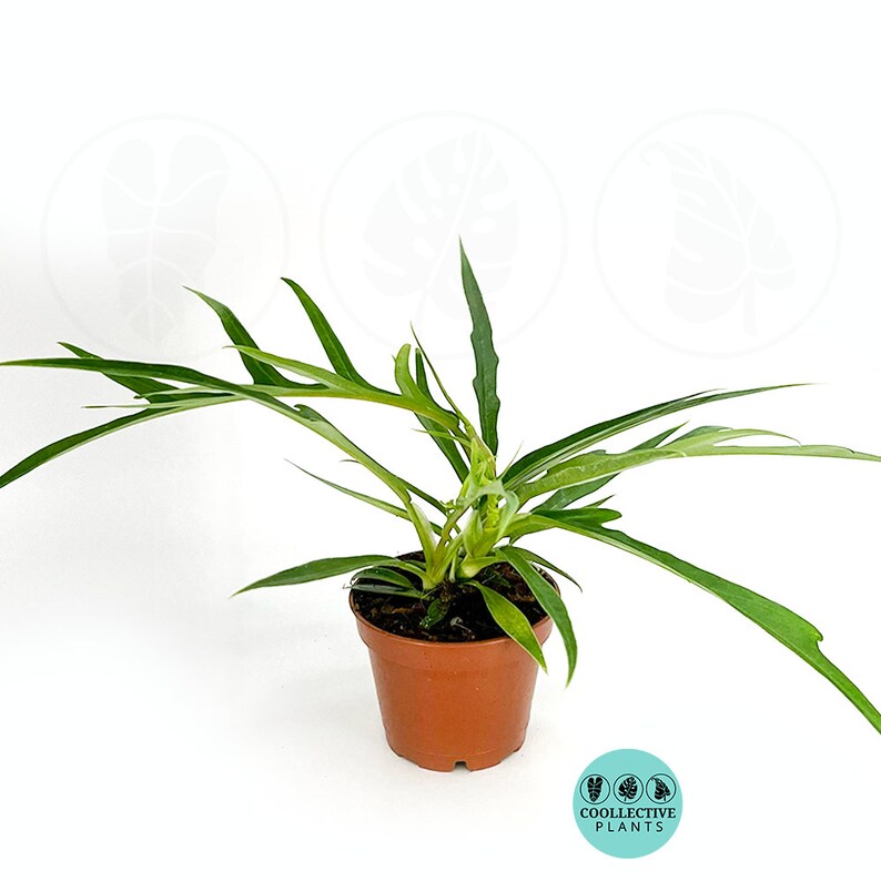 Coollective Plants Philodendron Tortum - Thumbnail 5