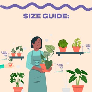 Op de afbeelding: Een maattabel voor planten, die verschillende potmaten en de bijbehorende plantengewassen laat zien. De tabel toont een pot van 2 inch breed met een plant van 4 tot 7 inch hoog, een pot van 4 inch breed met een plant van 6 tot 18 inch hoog, en een pot van 6 inch breed met een plant van 10 tot 24 inch hoog.