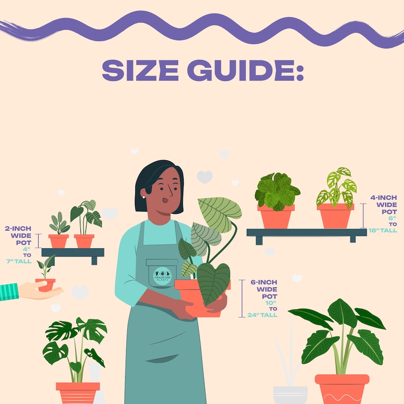 Op de afbeelding: Een maattabel voor planten, die verschillende potmaten en de bijbehorende plantengewassen laat zien. De tabel toont een pot van 2 inch breed met een plant van 4 tot 7 inch hoog, een pot van 4 inch breed met een plant van 6 tot 18 inch hoog, en een pot van 6 inch breed met een plant van 10 tot 24 inch hoog.